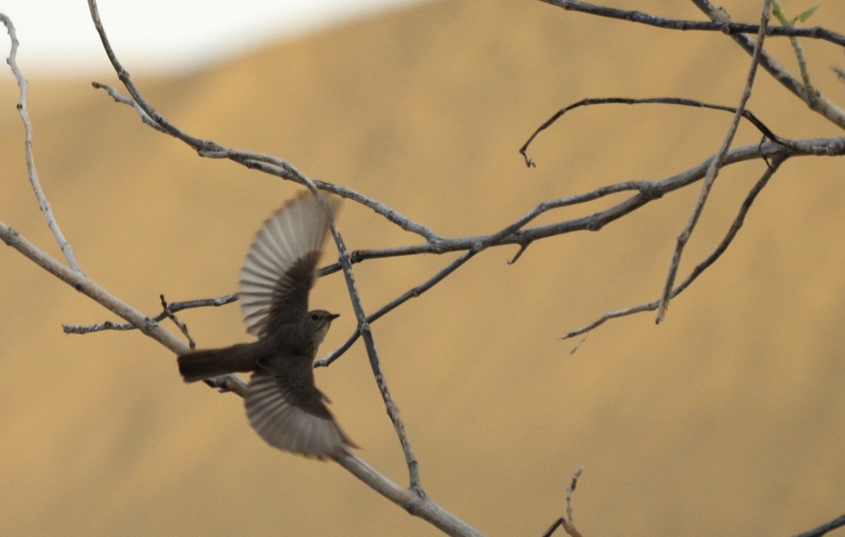 Spotted Flycatcher - Harsha Jayaramaiah