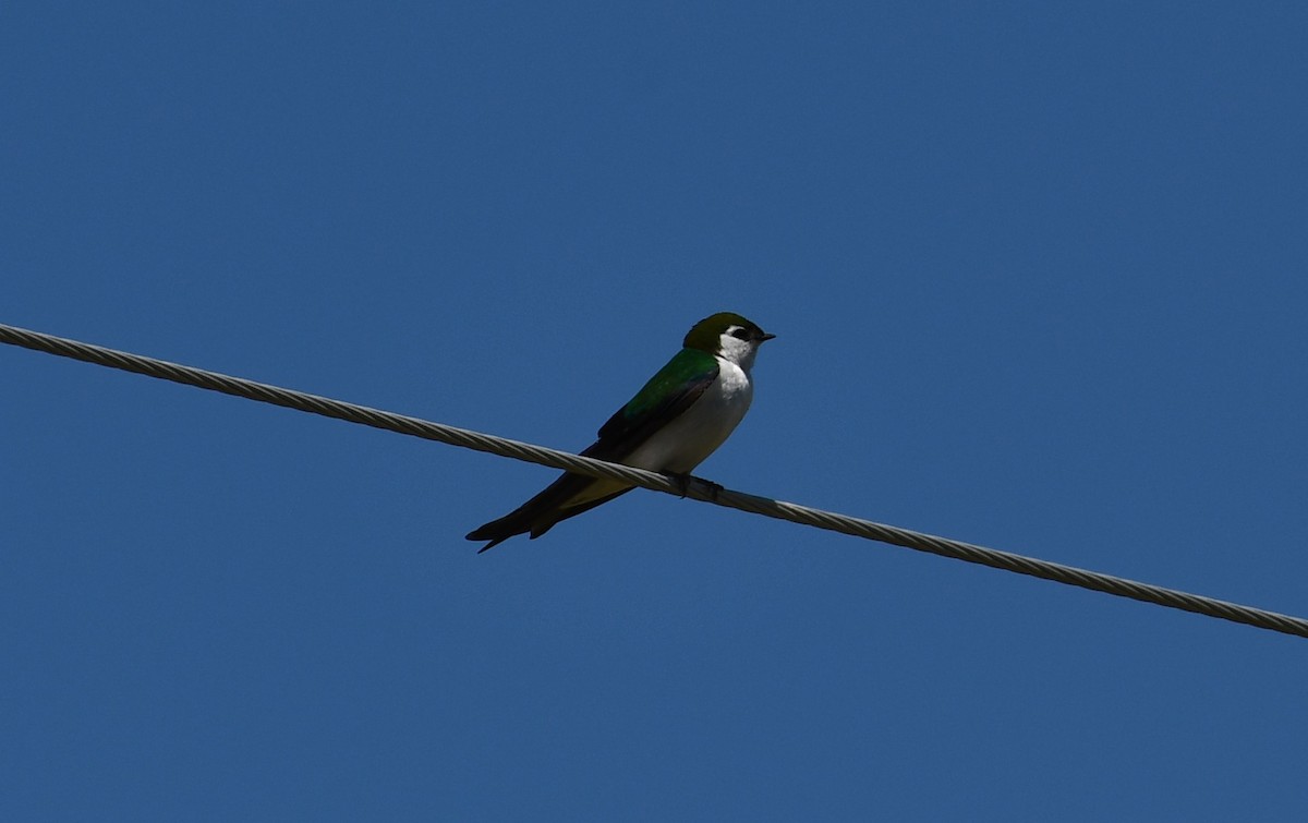 Violet-green Swallow - ML343856041