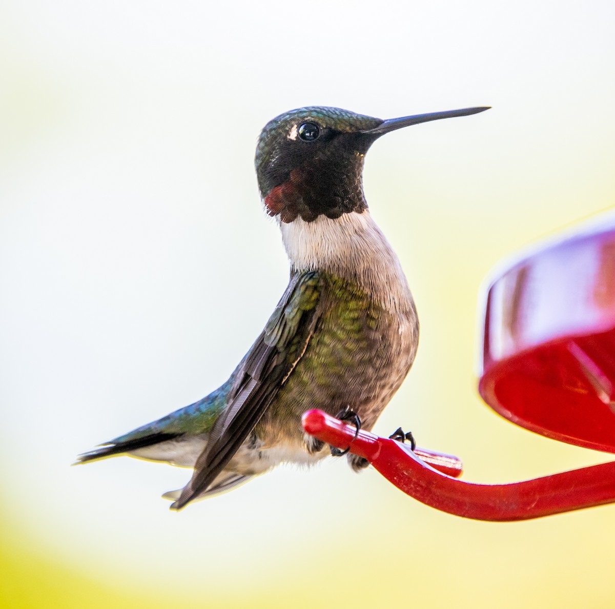 Ruby-throated Hummingbird - ML343860561