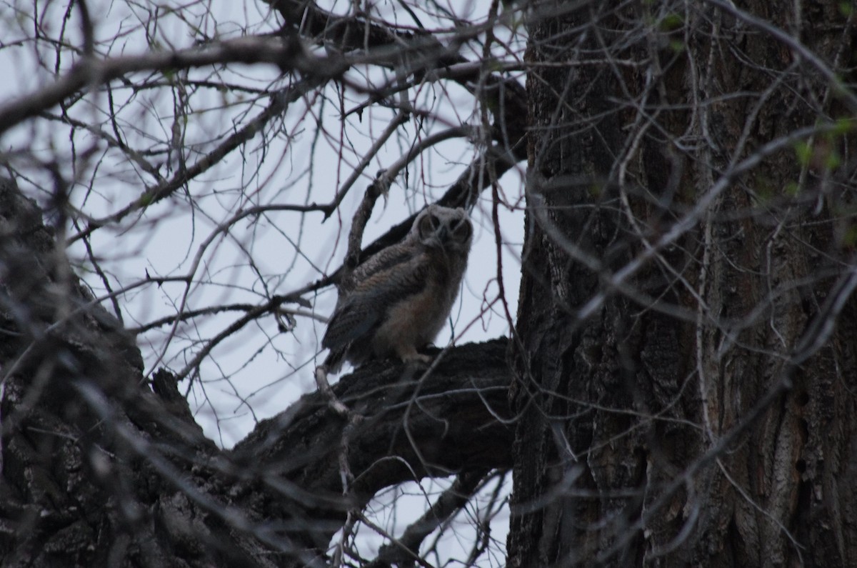 Great Horned Owl - ML343864161