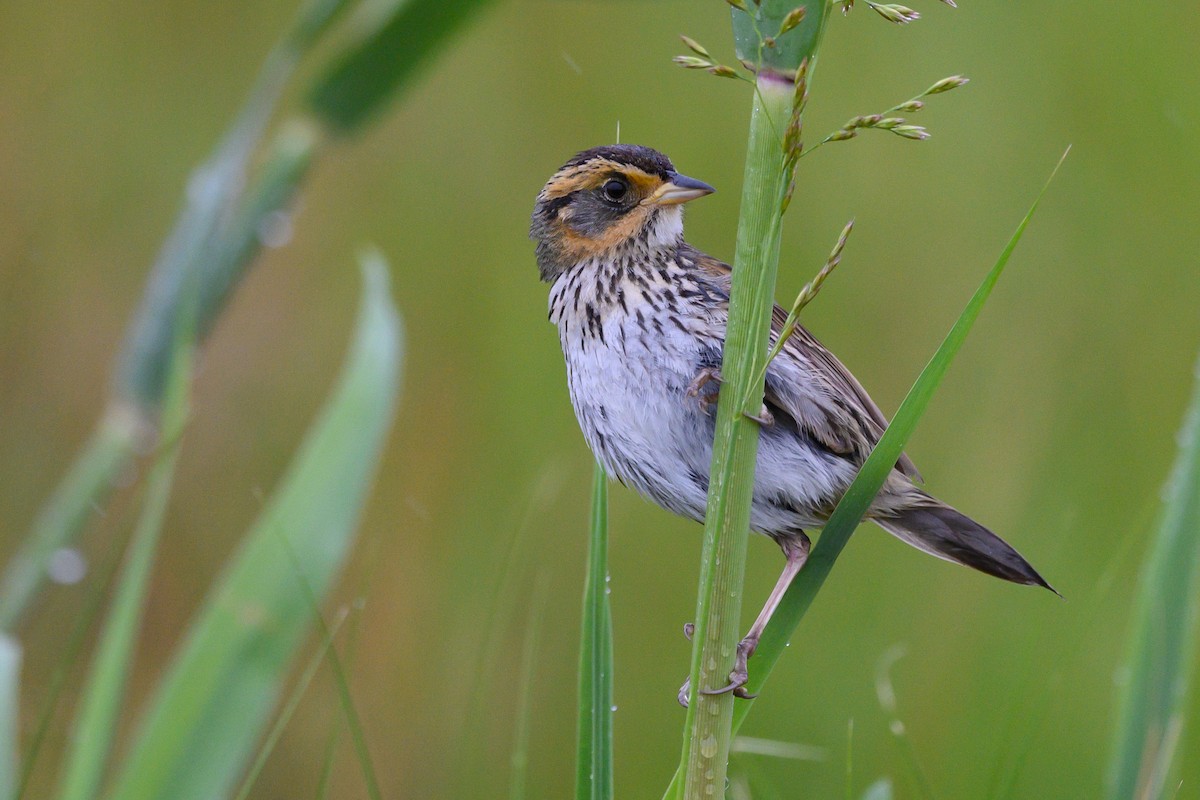 Saltmarsh Sparrow - Stephen Davies