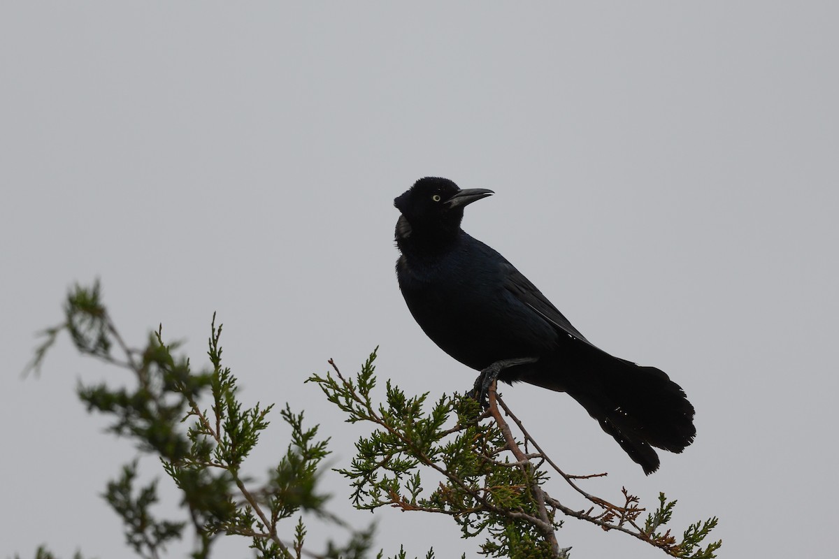 Boat-tailed Grackle - ML343866521