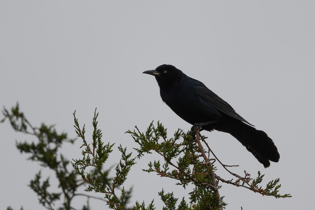 Boat-tailed Grackle - ML343866541