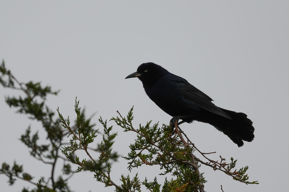 Boat-tailed Grackle - ML343866551