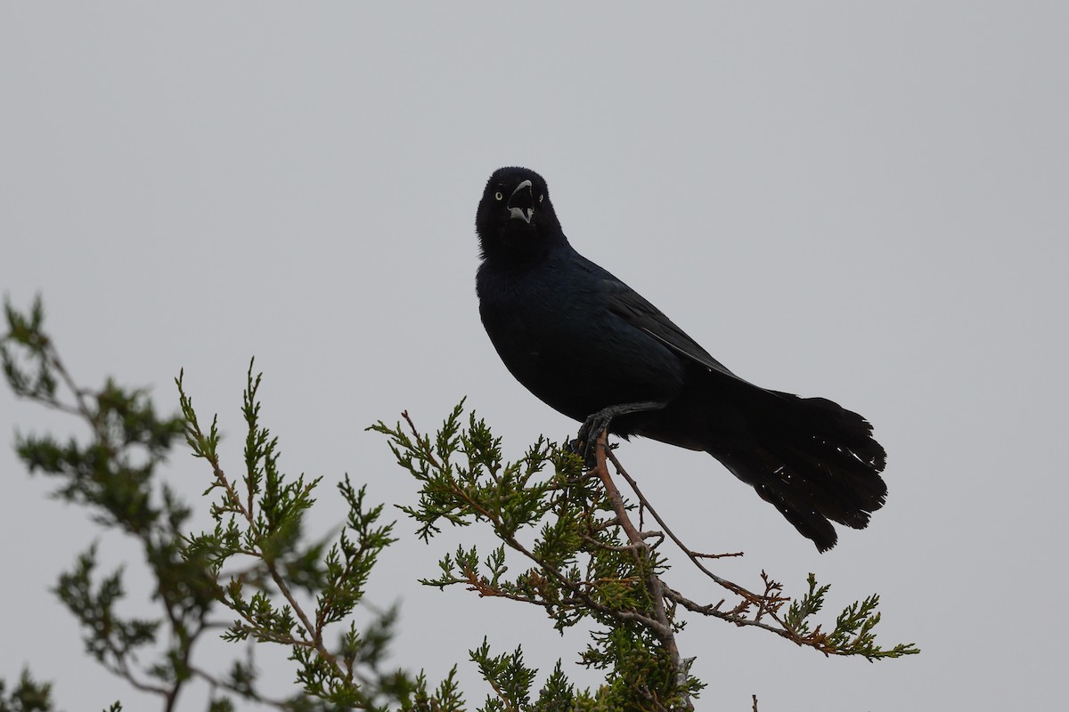 Boat-tailed Grackle - ML343866571