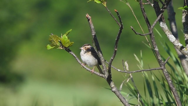 Clay-colored Sparrow - ML343867871