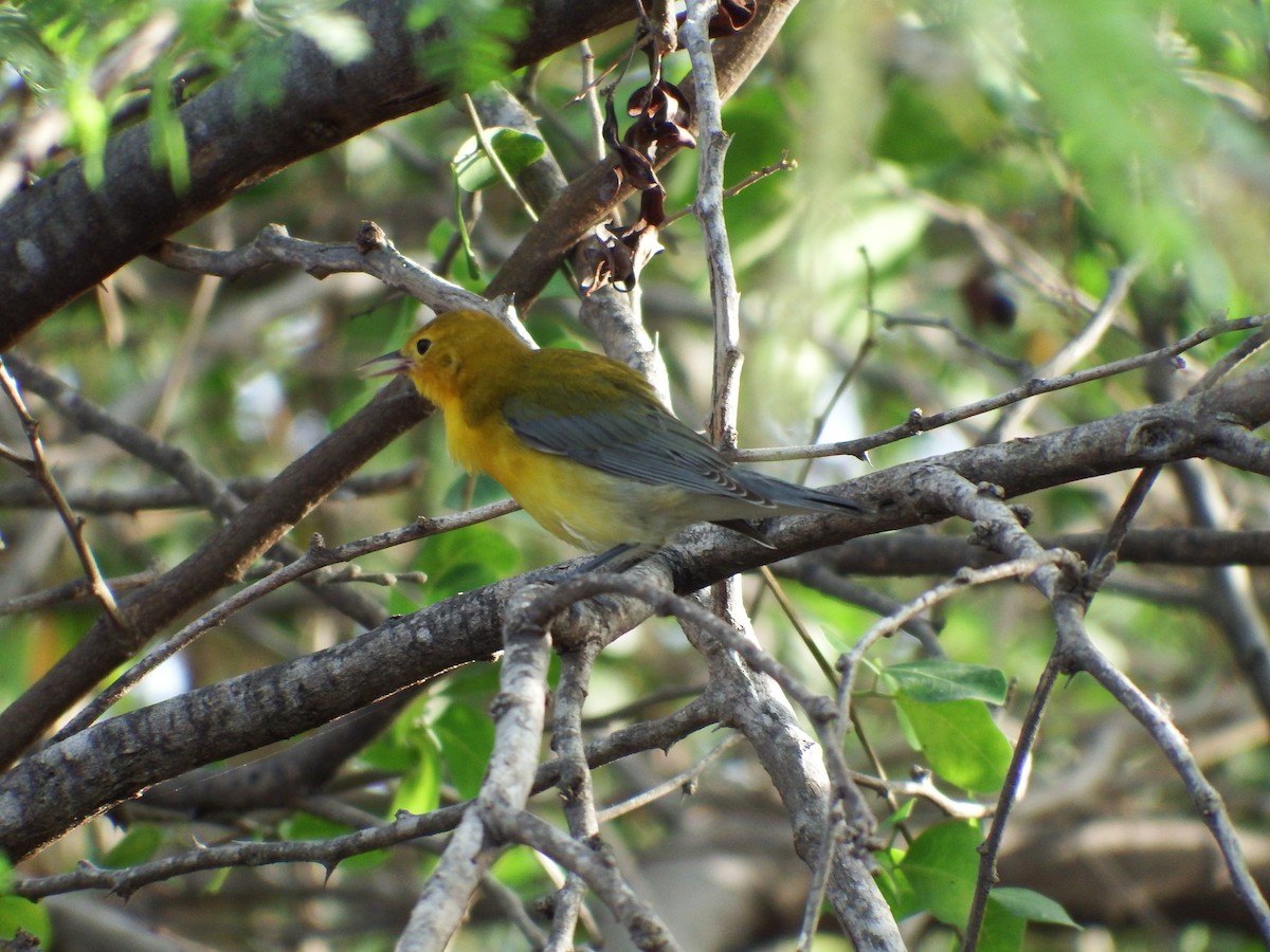 Prothonotary Warbler - ML34386881