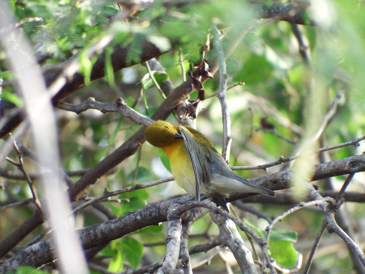 Prothonotary Warbler - ML34386901