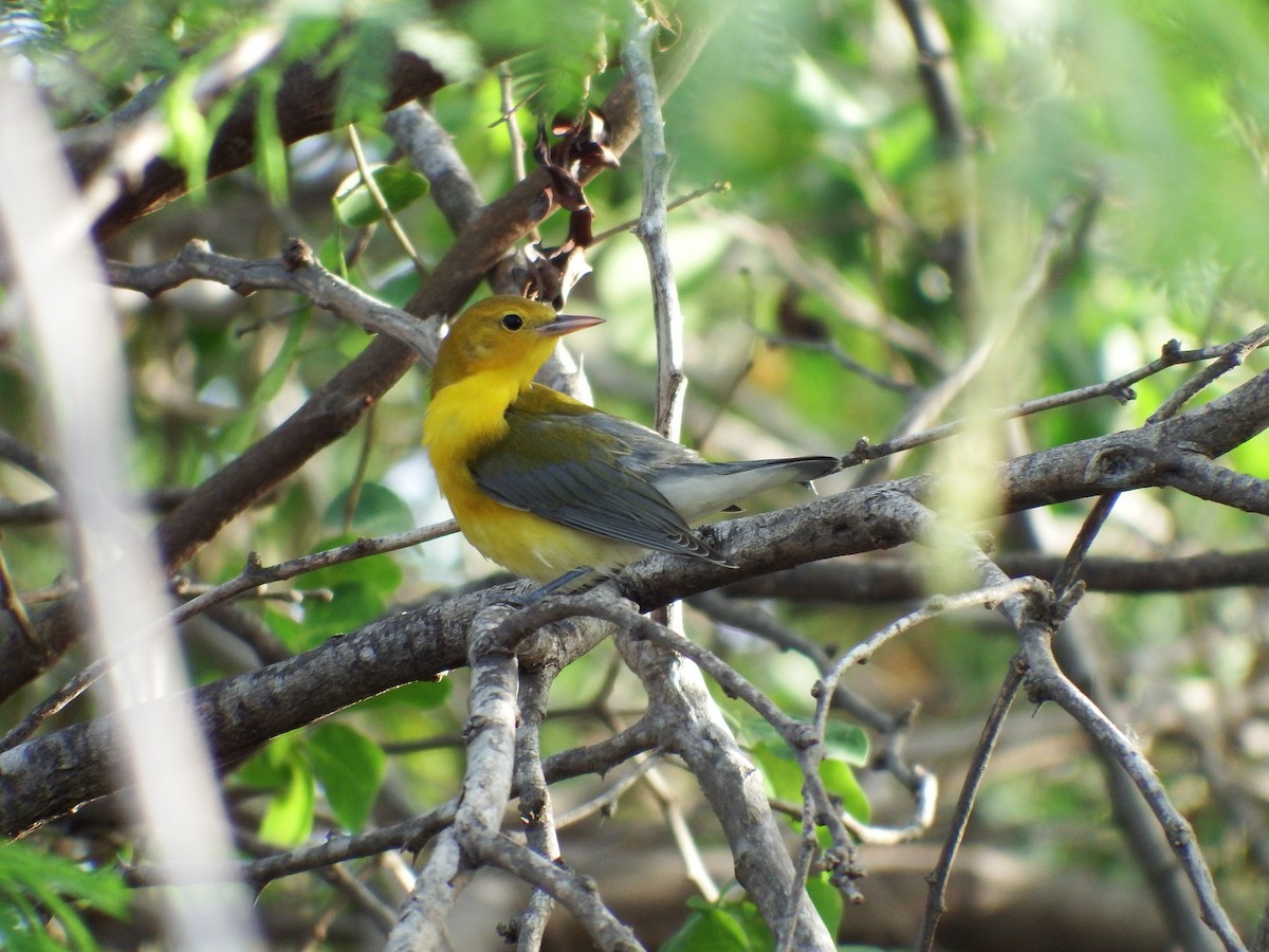 Prothonotary Warbler - ML34386911