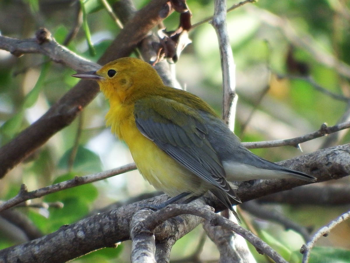 Prothonotary Warbler - ML34386921