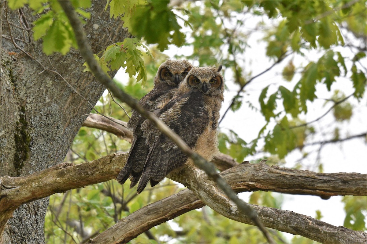 Great Horned Owl - ML343870901