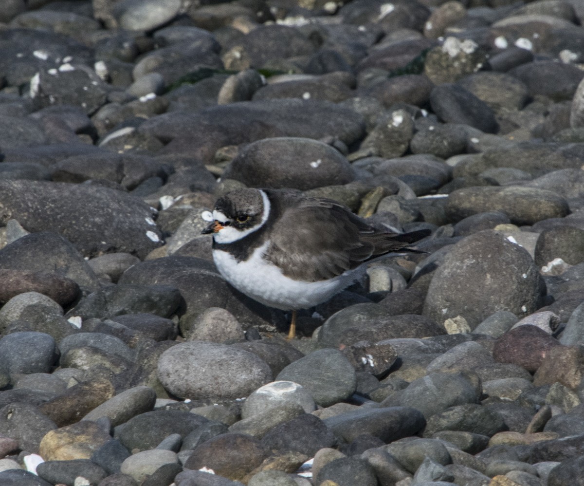 Semipalmated Plover - ML343873891