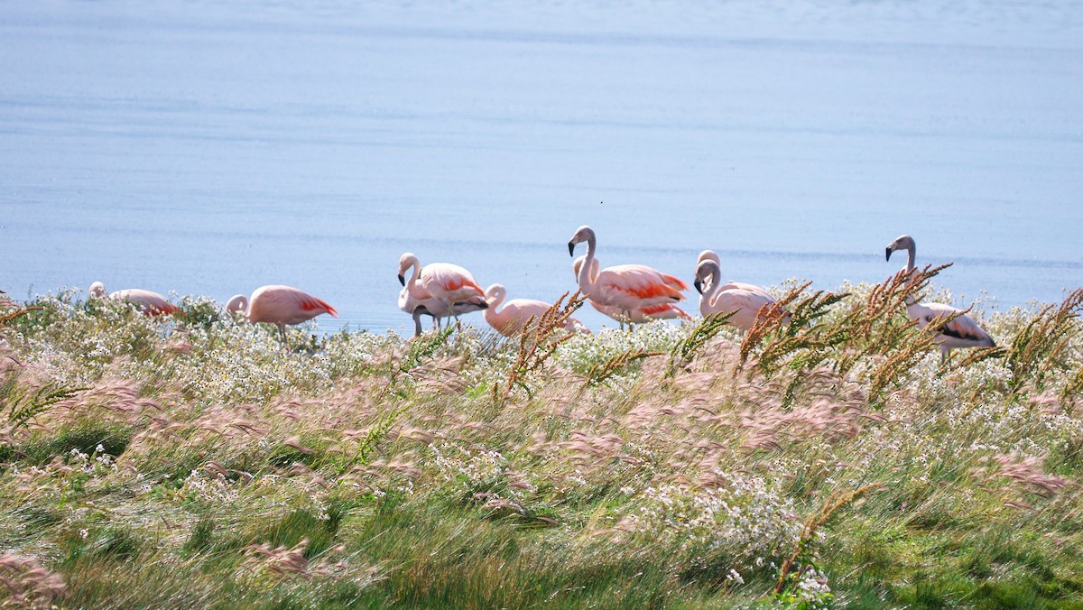 Şili Flamingosu - ML34387441