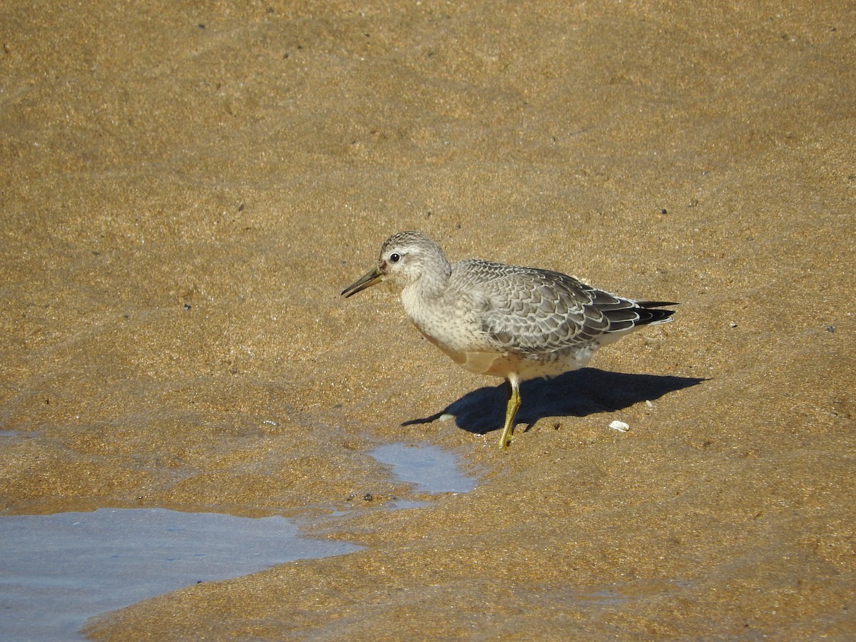 Red Knot - ML34387461