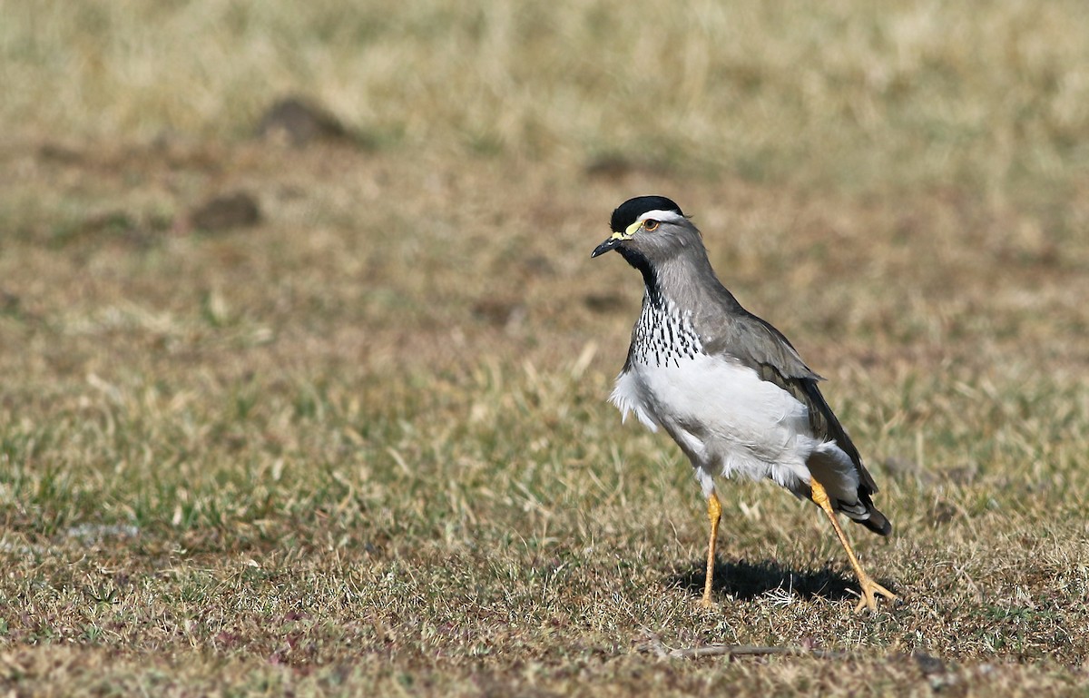 Spot-breasted Lapwing - ML34387561