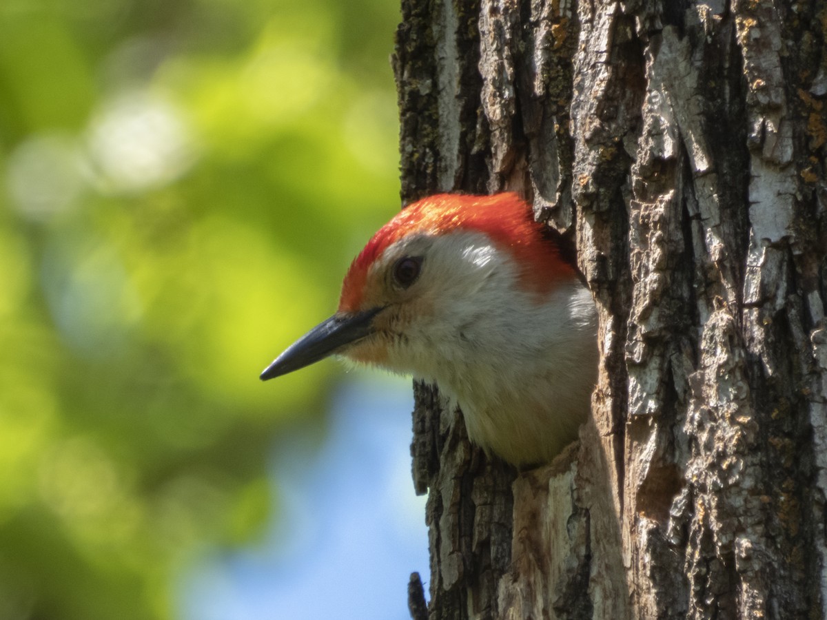 Red-bellied Woodpecker - Jack Lefor