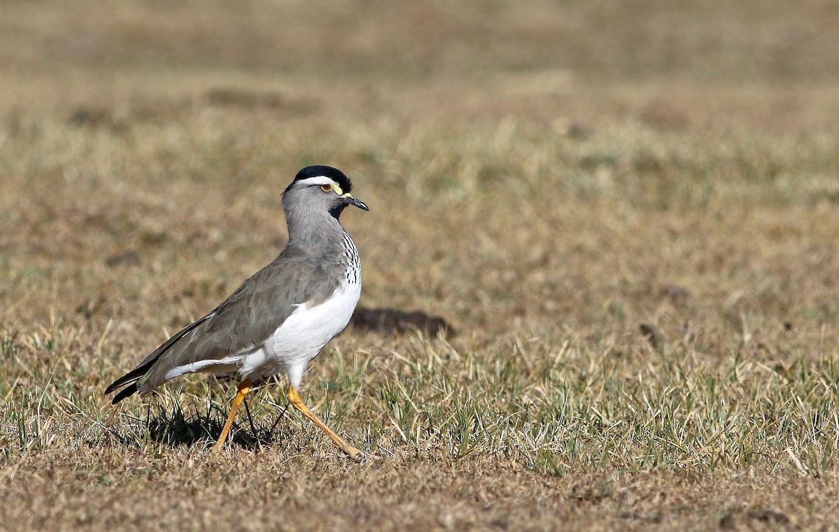 Spot-breasted Lapwing - Andrew Spencer