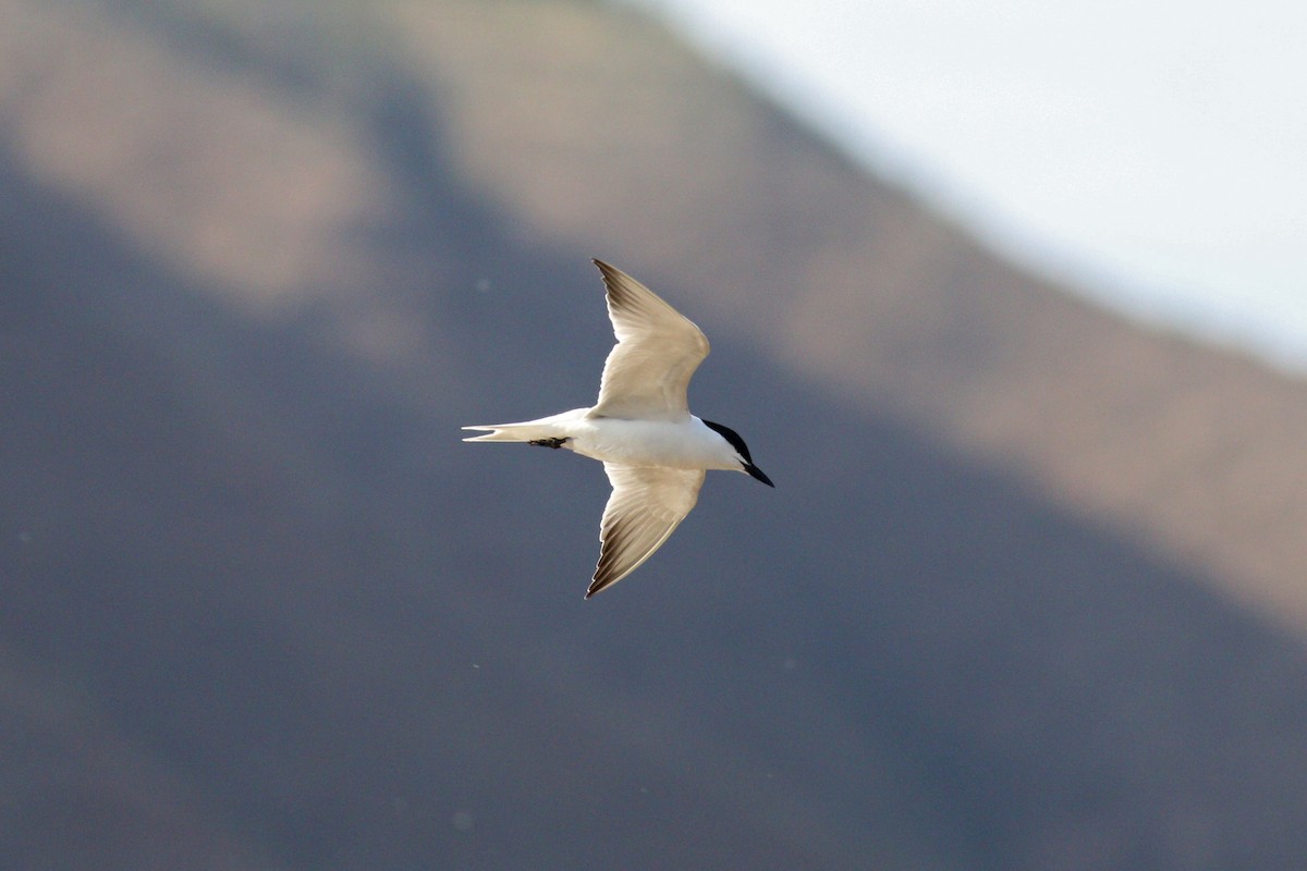 Gull-billed Tern - 白尾 海雕