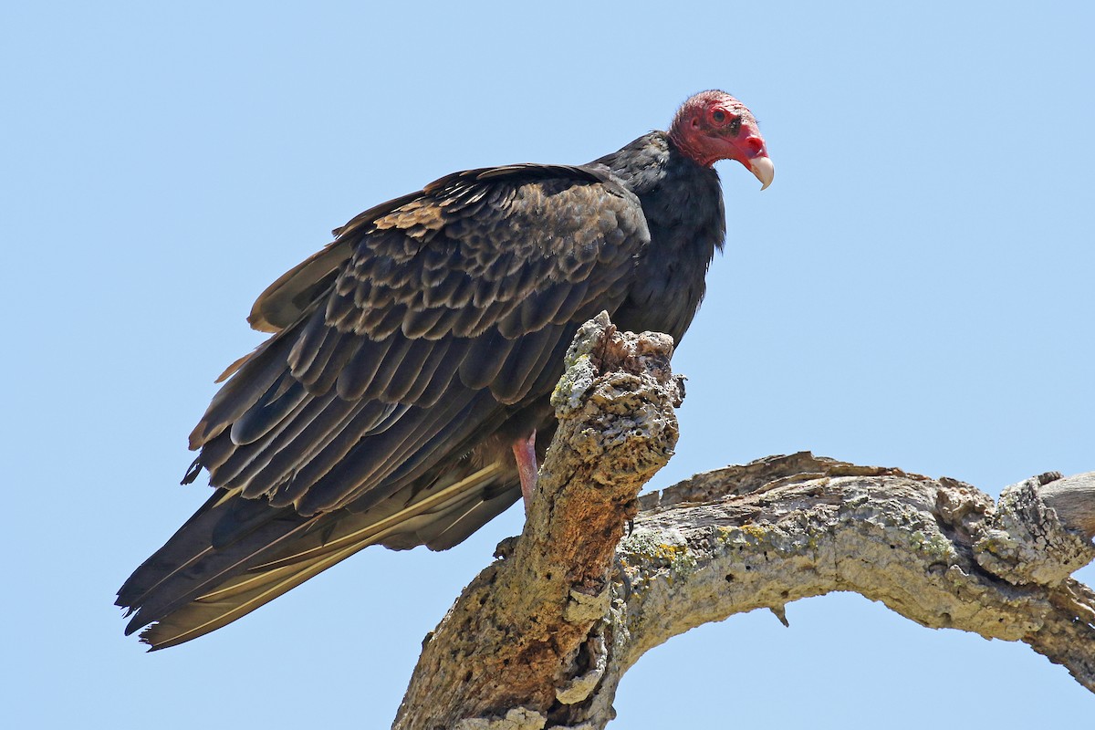 eBird Checklist - 30 May 2021 - Laguna Seca Rec Area & Hwy 68 ponds ...