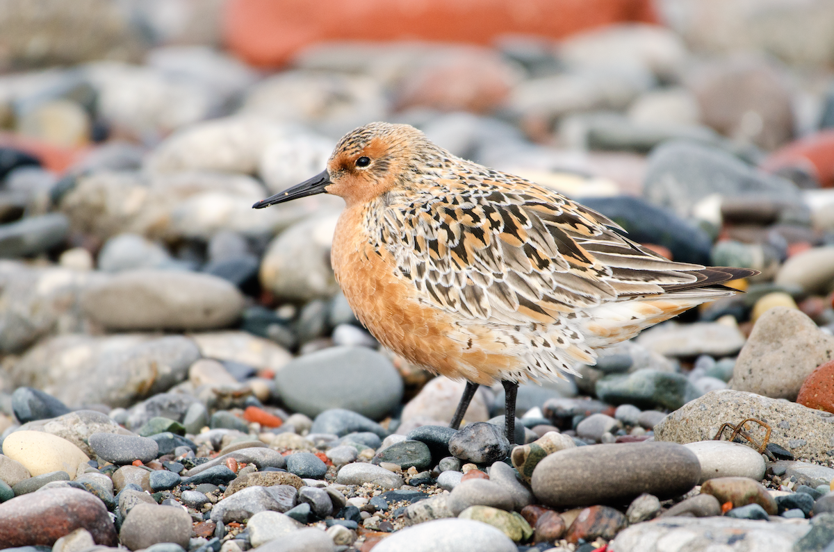 Red Knot - ML343885081