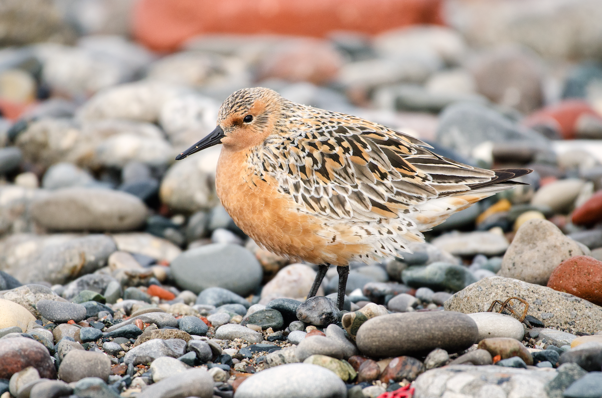 Red Knot - ML343885111