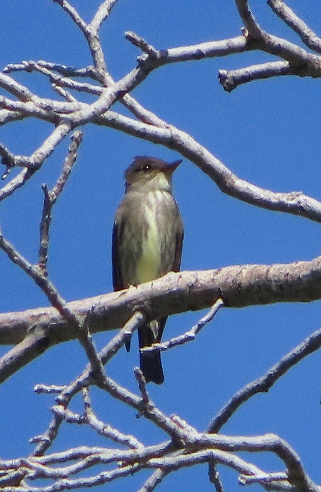 Olive-sided Flycatcher - Bonnie Roemer