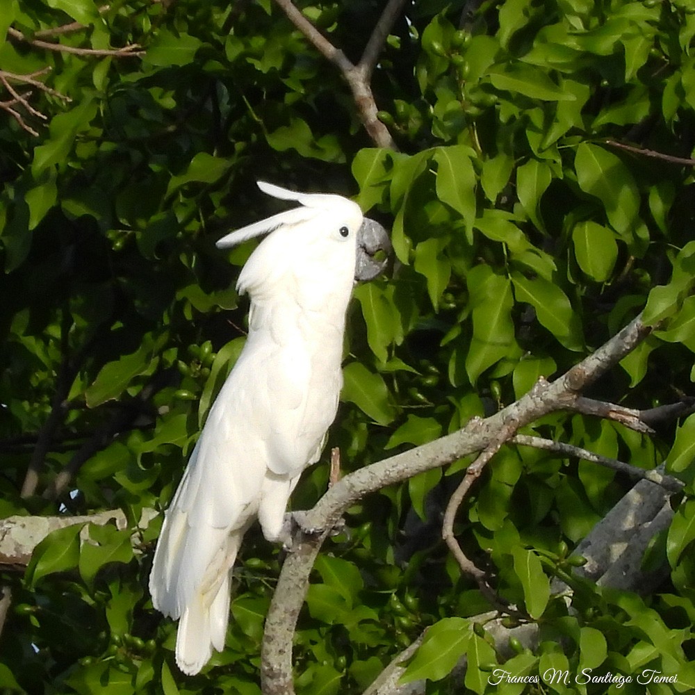 White Cockatoo - Frances Santiago