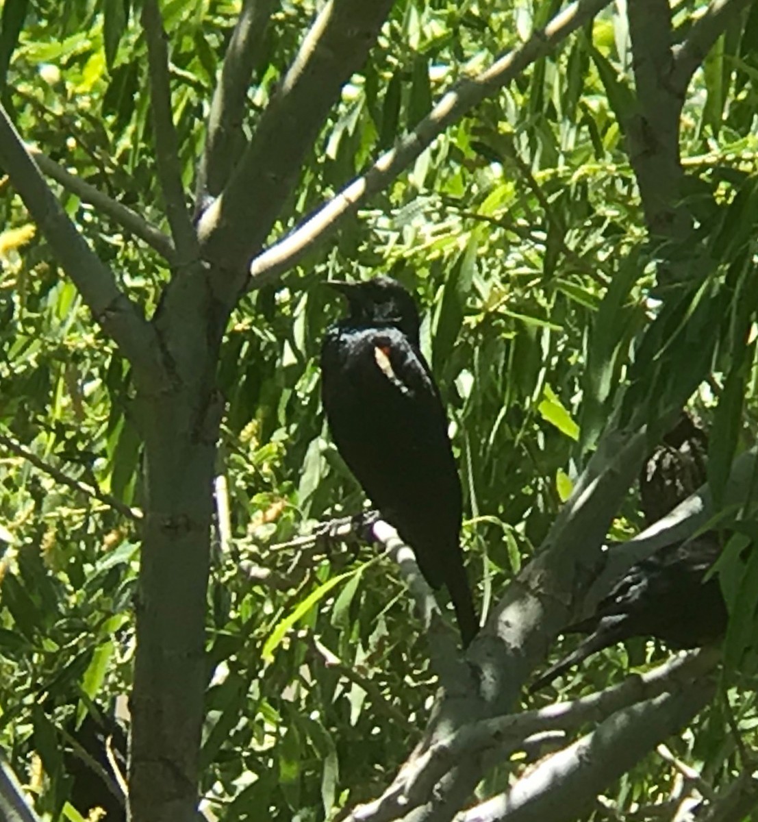 Tricolored Blackbird - Preston Lust