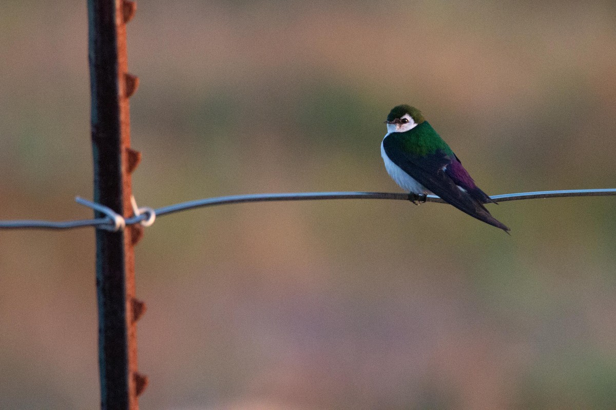 Violet-green Swallow - ML343900441
