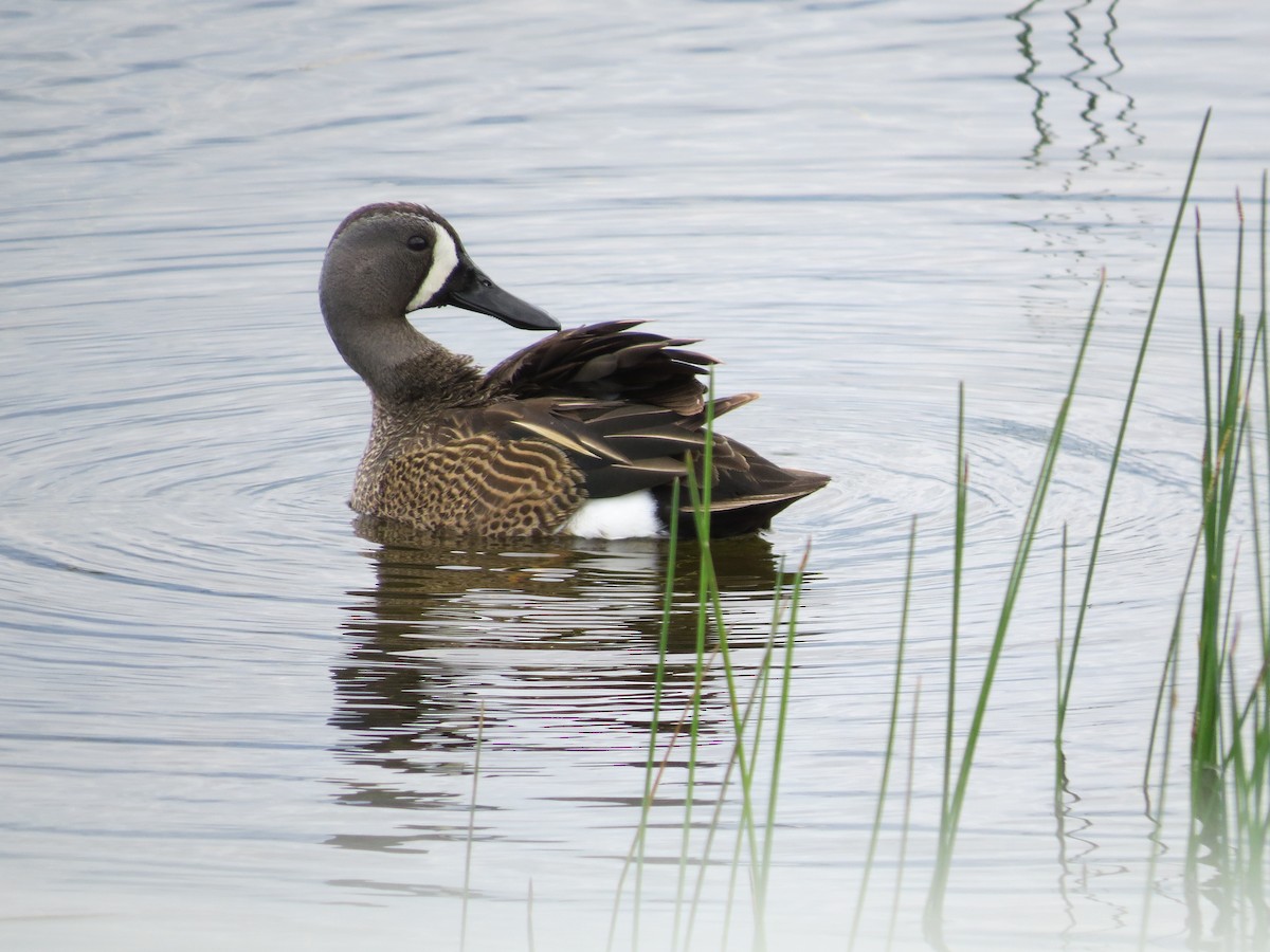 Blue-winged Teal - ML343908701