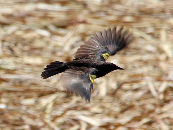 Yellow-winged Blackbird - ML34391171