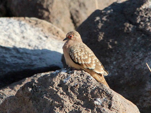 Bare-faced Ground Dove - Tim Avery