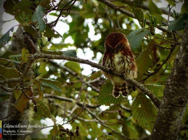 Andean Pygmy-Owl - ML34391751