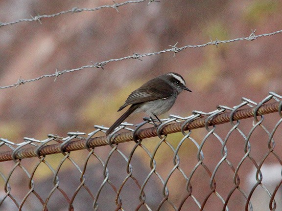 White-browed Chat-Tyrant - Tim Avery