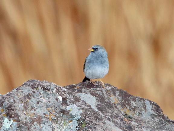 Band-tailed Sierra Finch - Tim Avery