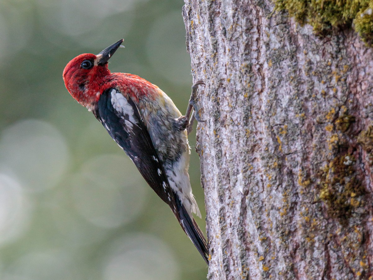 Red-breasted Sapsucker - ML343922611