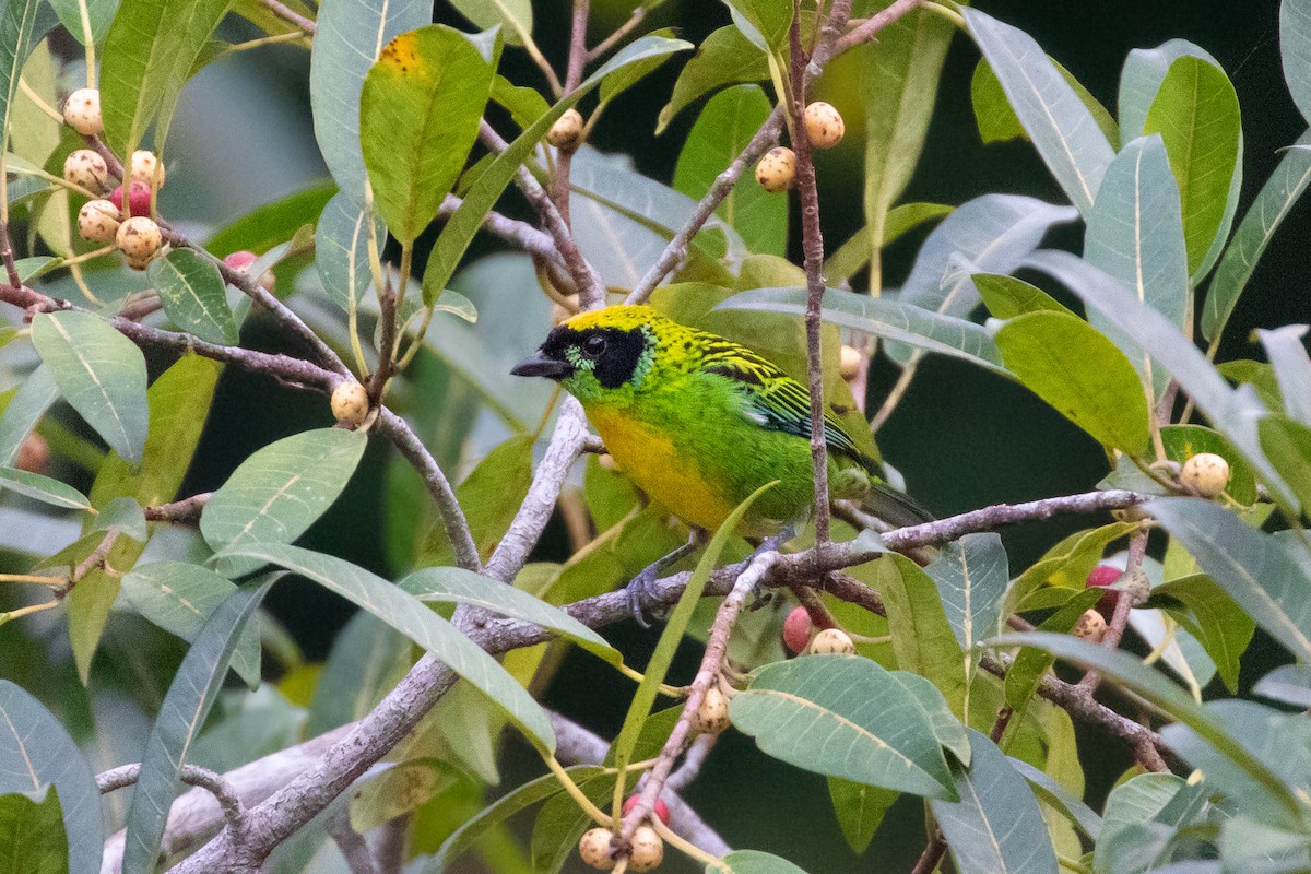 Green-and-gold Tanager - ML343925271