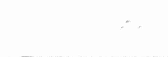 Clamorous Reed Warbler - ML343927521