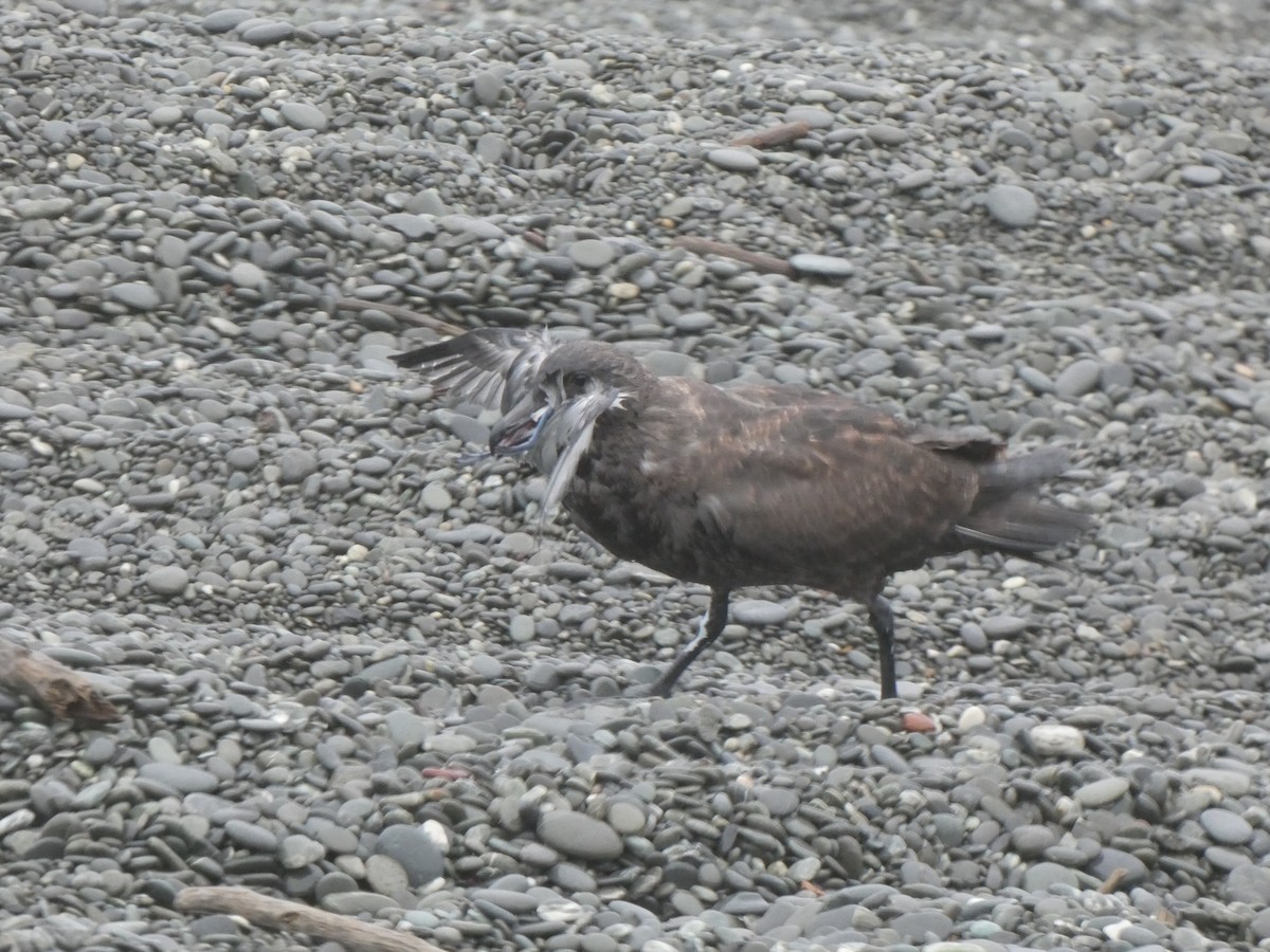 Brown Skua (Subantarctic) - ML343927611