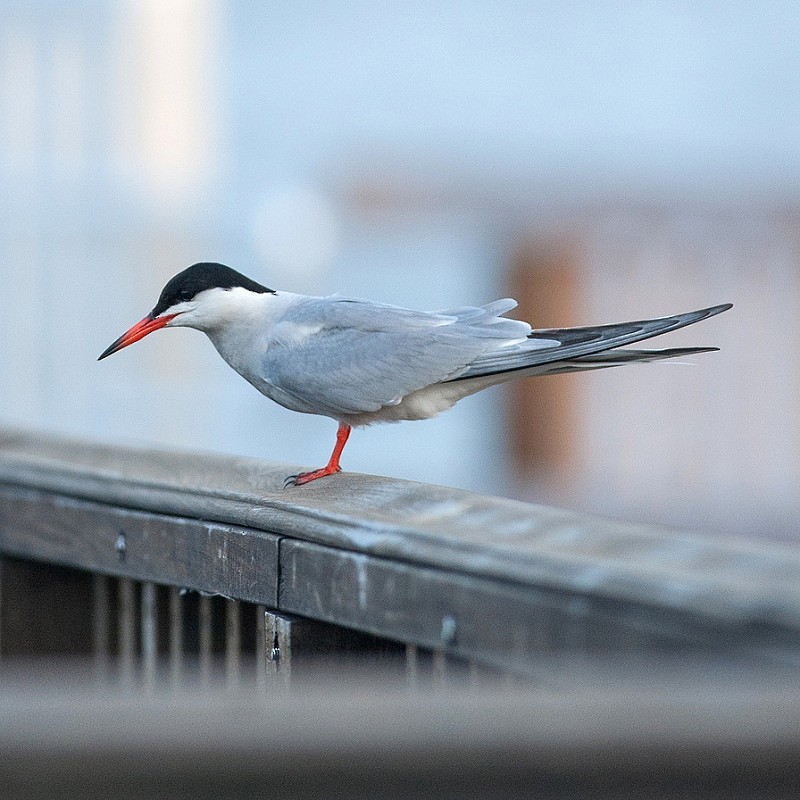 Common Tern - Shayna Marchese