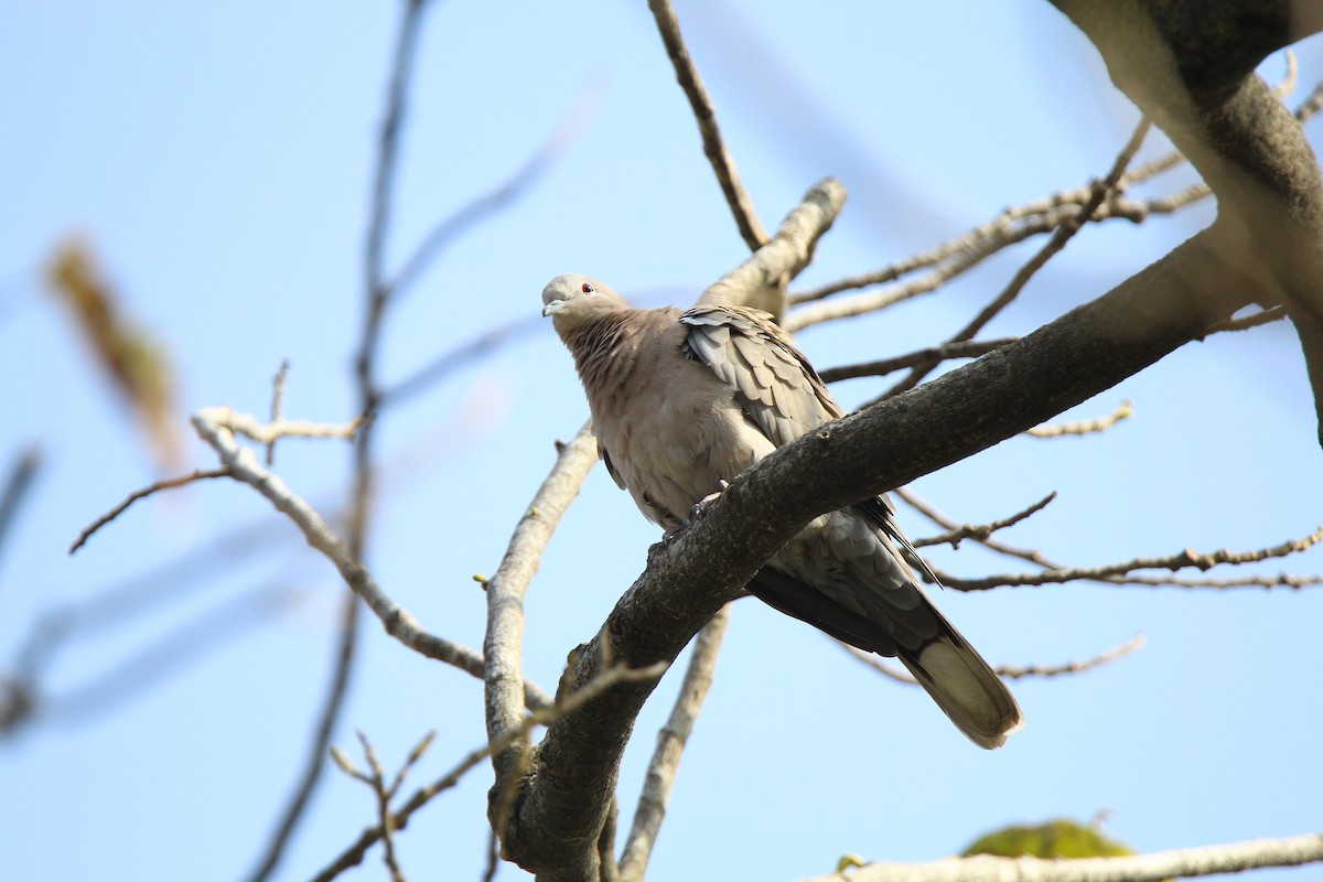 Eurasian Collared-Dove - Kuang-Ping Yu
