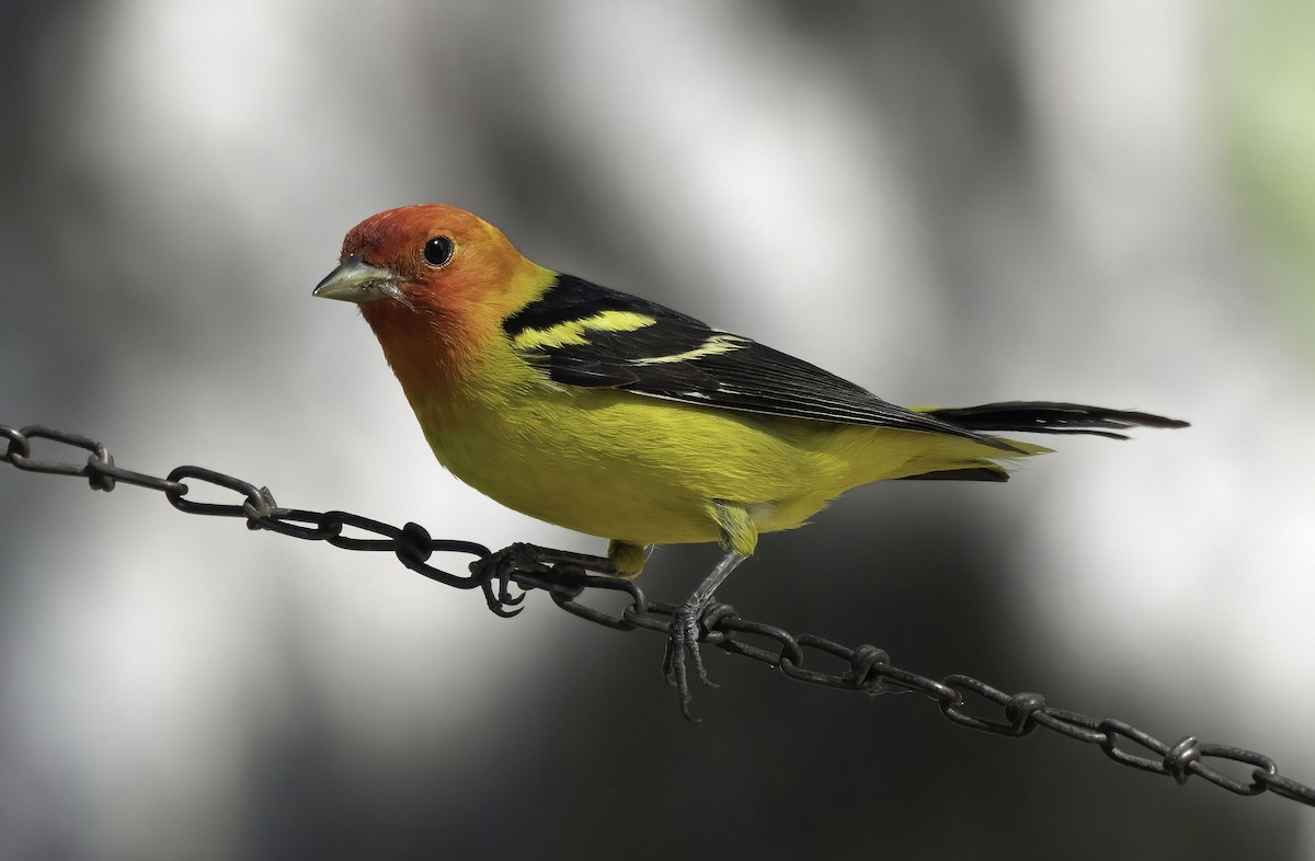 Western Tanager - ML343929871