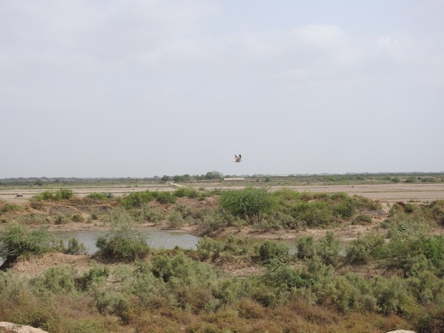 Bird in its habitat; Sind, Pakistan. - Eurasian Collared-Dove - 