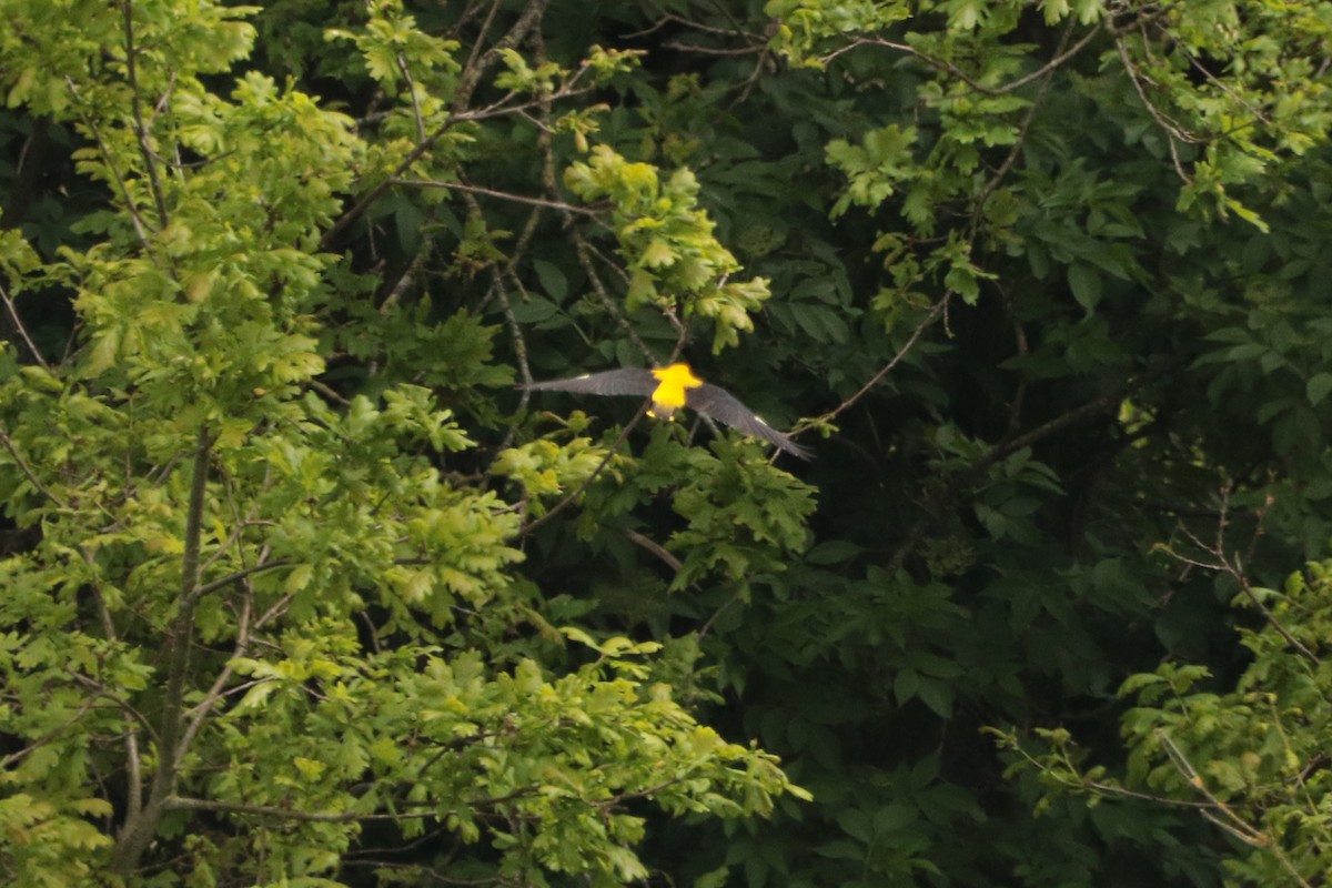 Eurasian Golden Oriole - Letty Roedolf Groenenboom