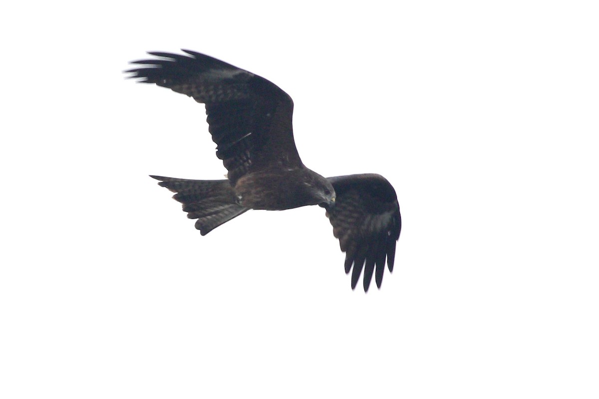 Black Kite (Black-eared) - ML343932531