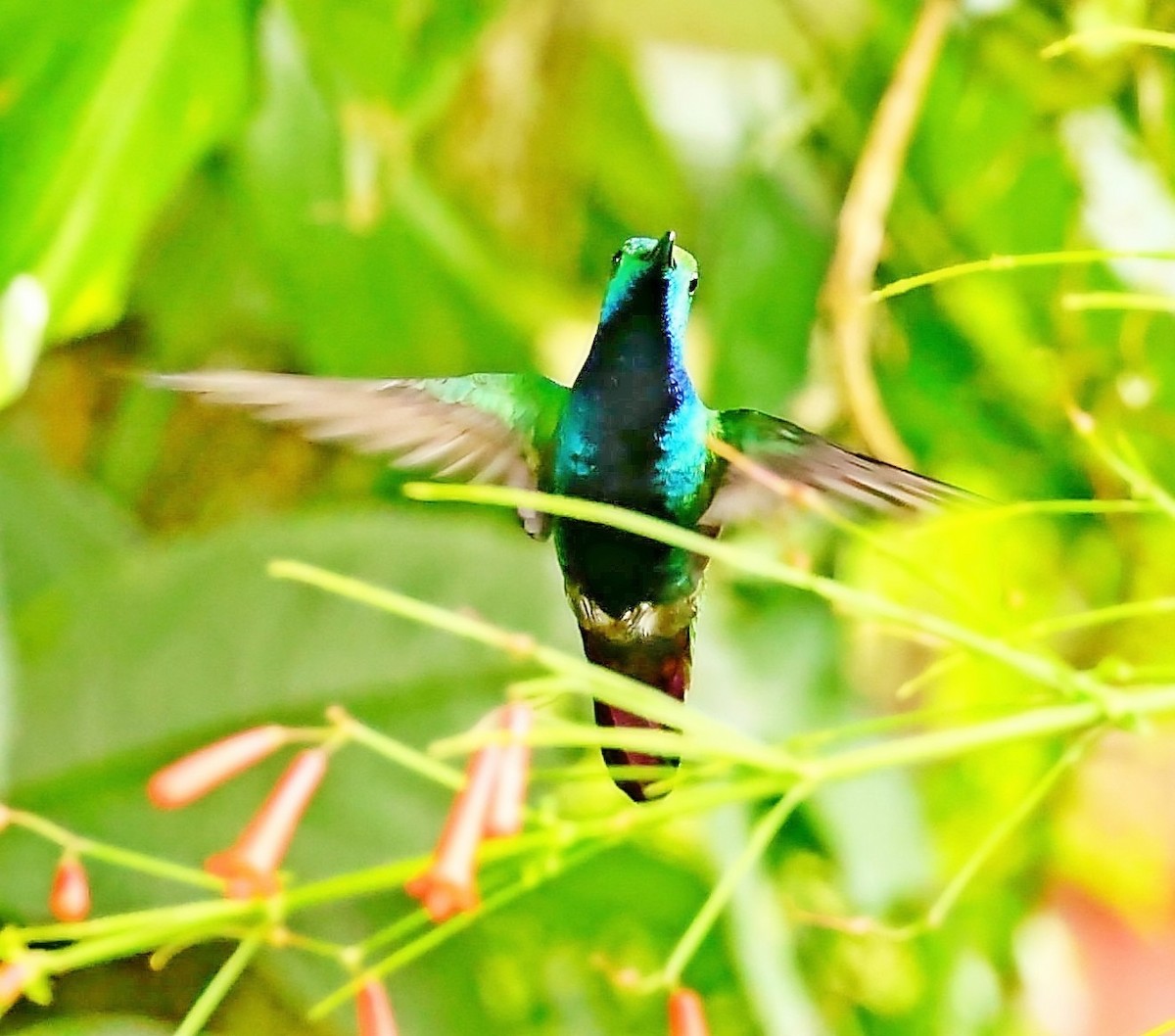 Violet-bellied Hummingbird - Maciej  Kotlarski