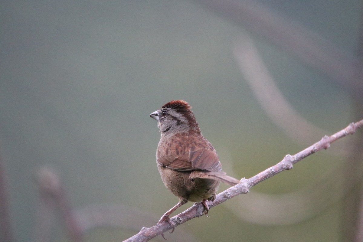 Rusty Sparrow - ML343951391