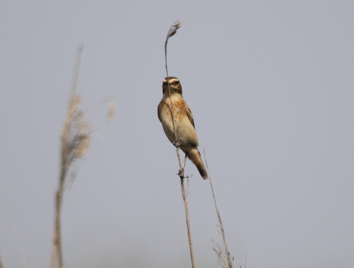 Whinchat - ML34395411