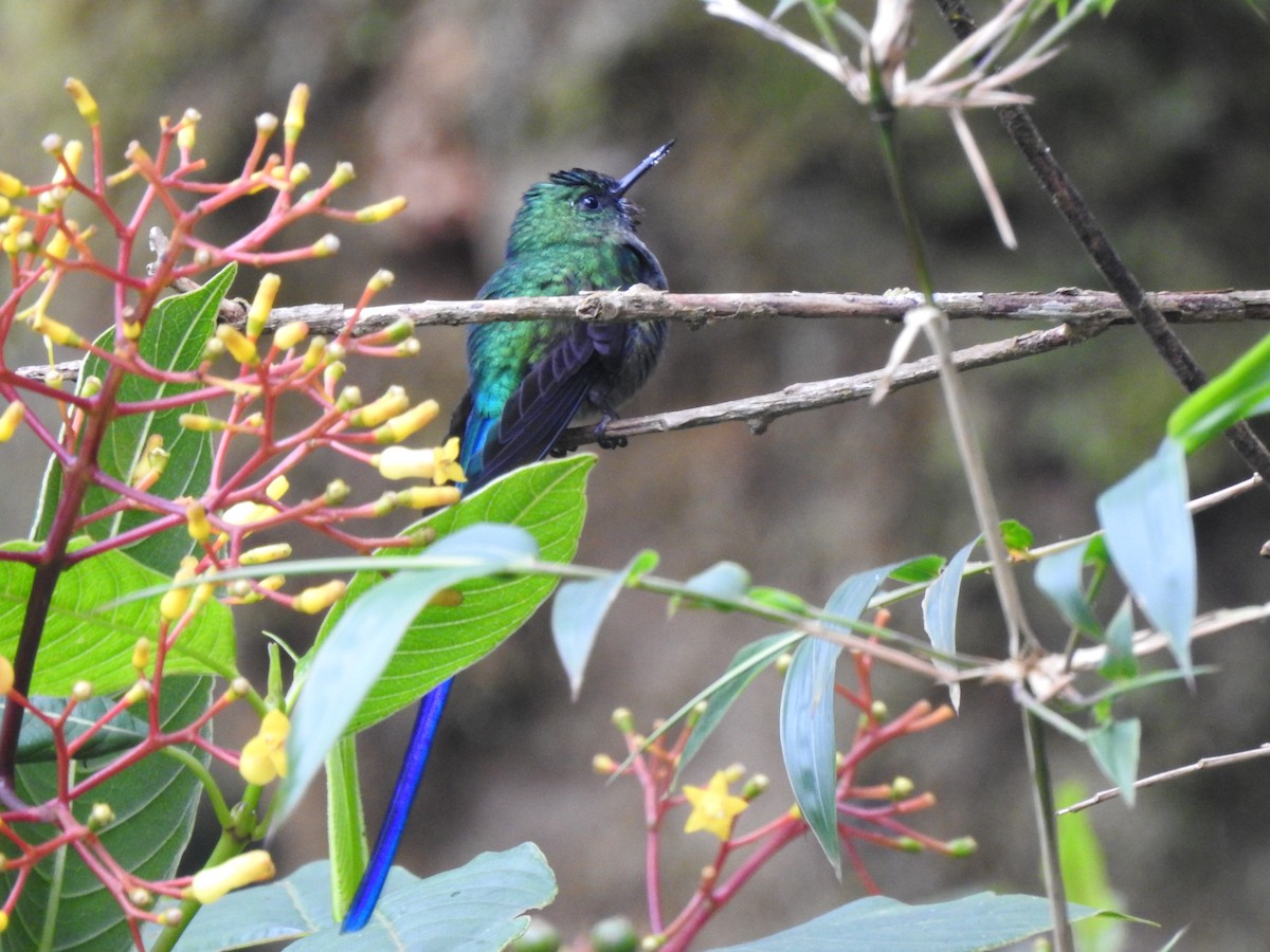 Long-tailed Sylph - ML343954551