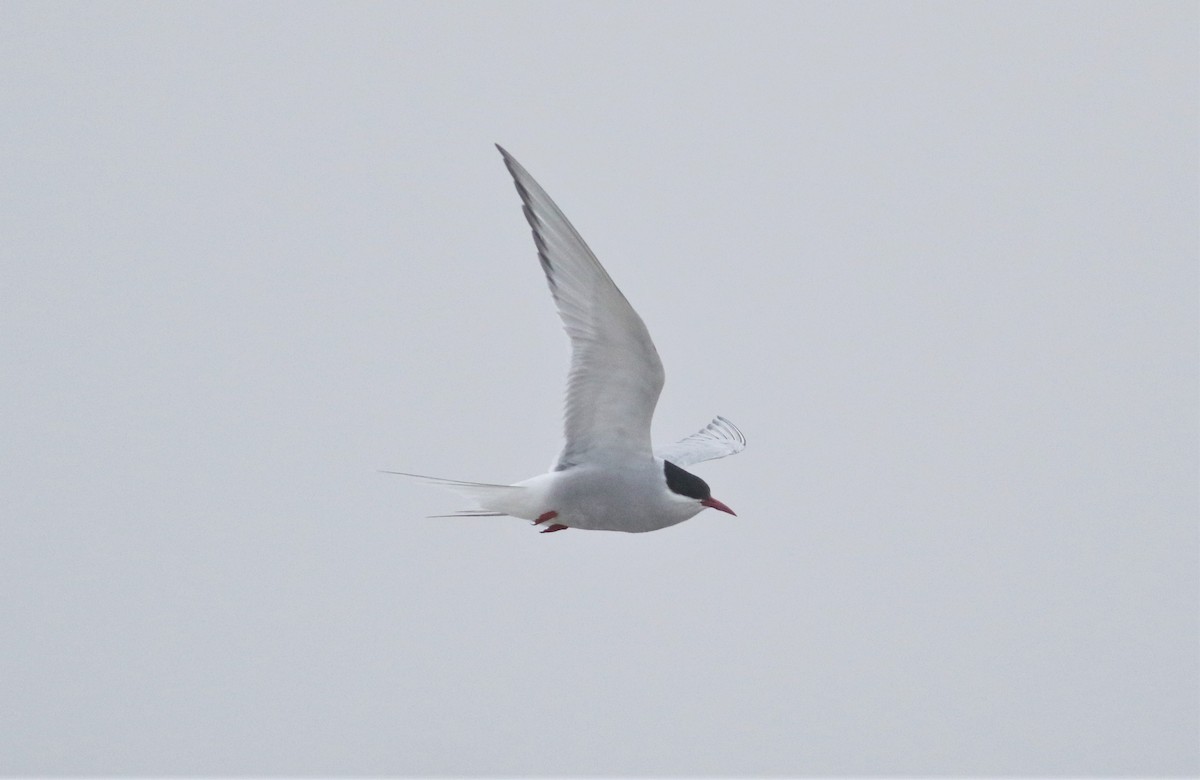 Arctic Tern - Peter Flood